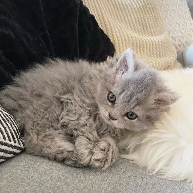 Selkirk Rex Filhote na Cor Cinza