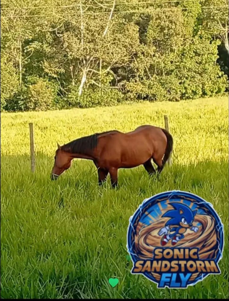 Cavalo QM PO  - Foto 4