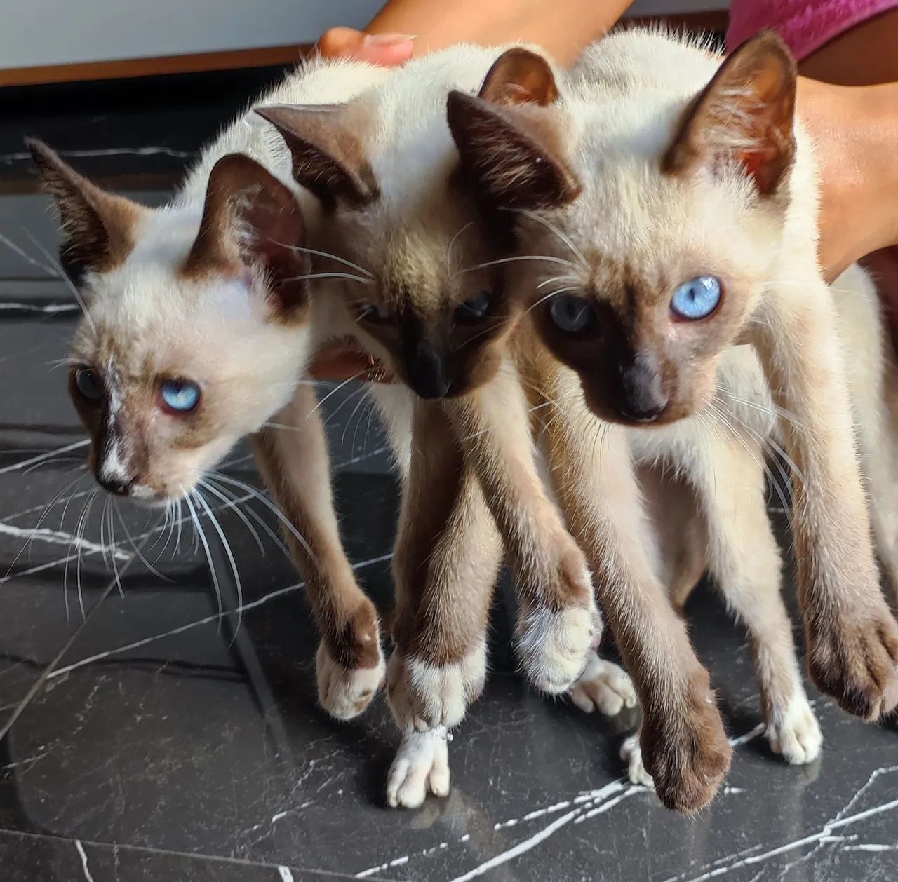 Três gatinhos siameses para adoção!