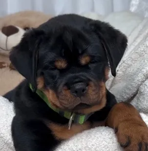 SIMPLESMENTE A MELHOR LINHAGEM DO MUNDO EM ROTTWEILER ALEMÃO, WHATSAPP NA DESCRIÇÃO.