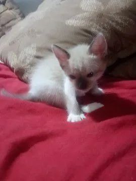 Doação de gatinhos