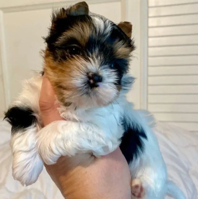  Biewer Terrier com pedigree ( York colorido)
