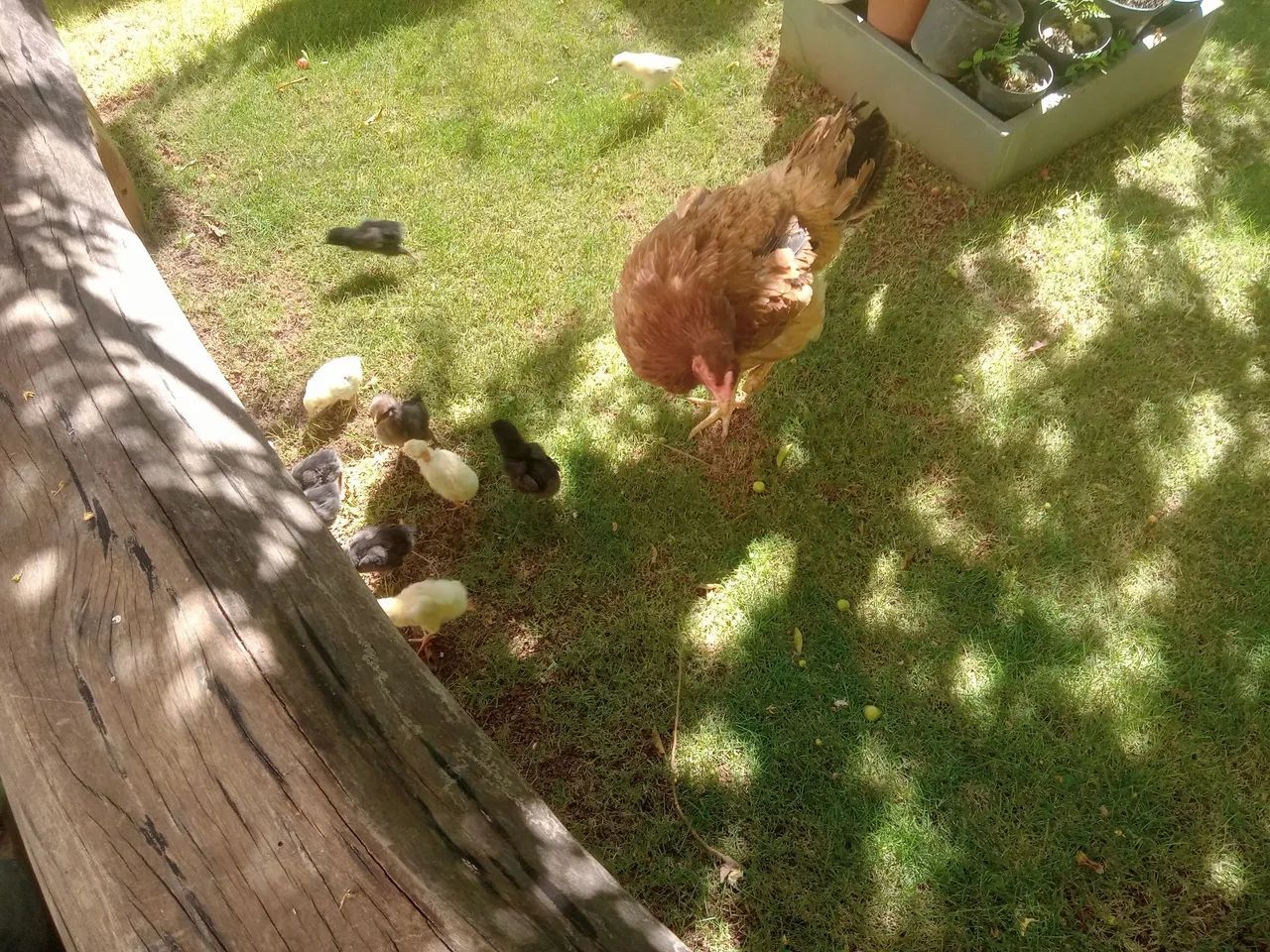 Galinha Caipira Nova com 19 Pintinhos  - Foto 2