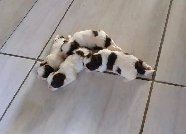 Filhotes Shih Tzu para adoção