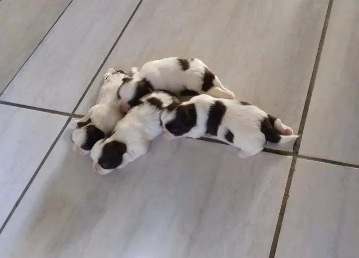 Filhotes Shih Tzu para adoção
