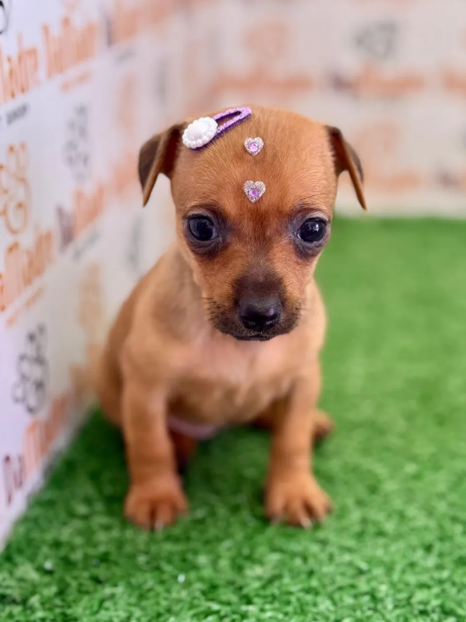 Filhote Lindo de Pinscher 