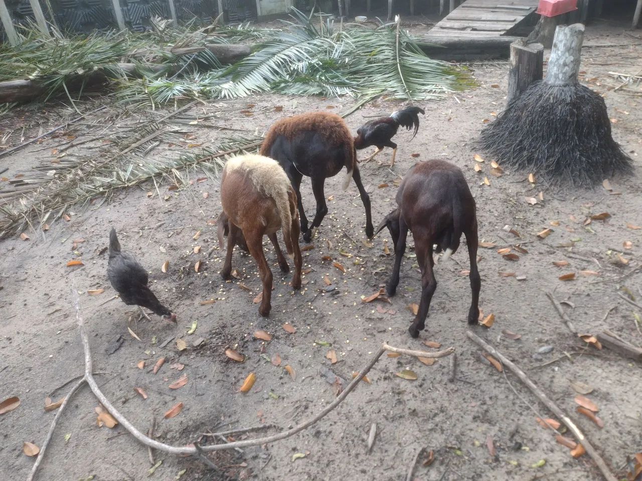 Venda de animais  - Foto 5