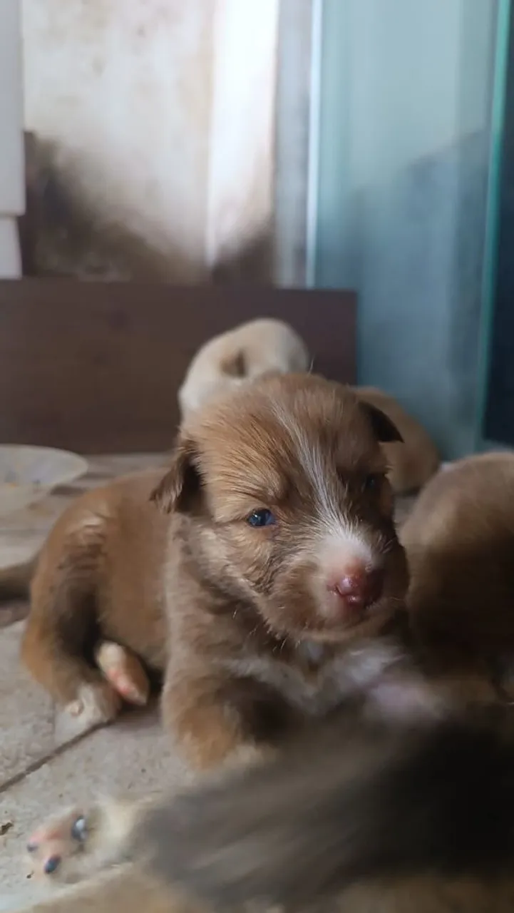 Husky siberiano