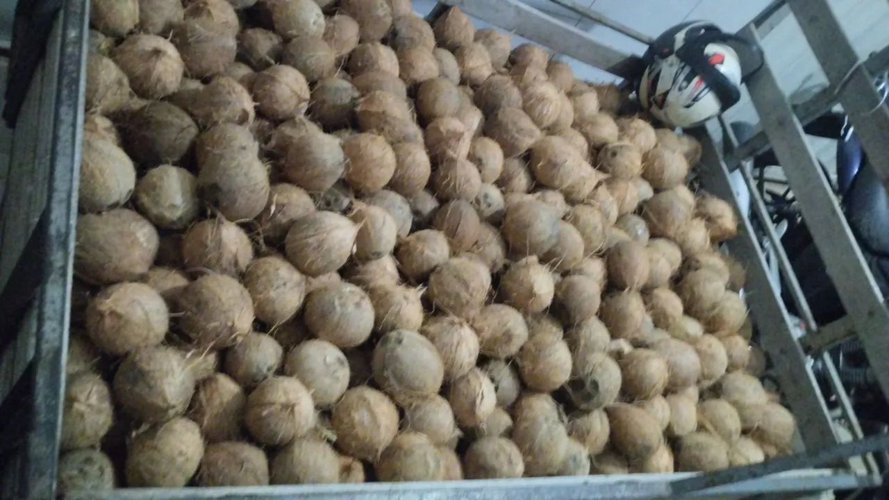 Coco seco qualidade  - Foto 2