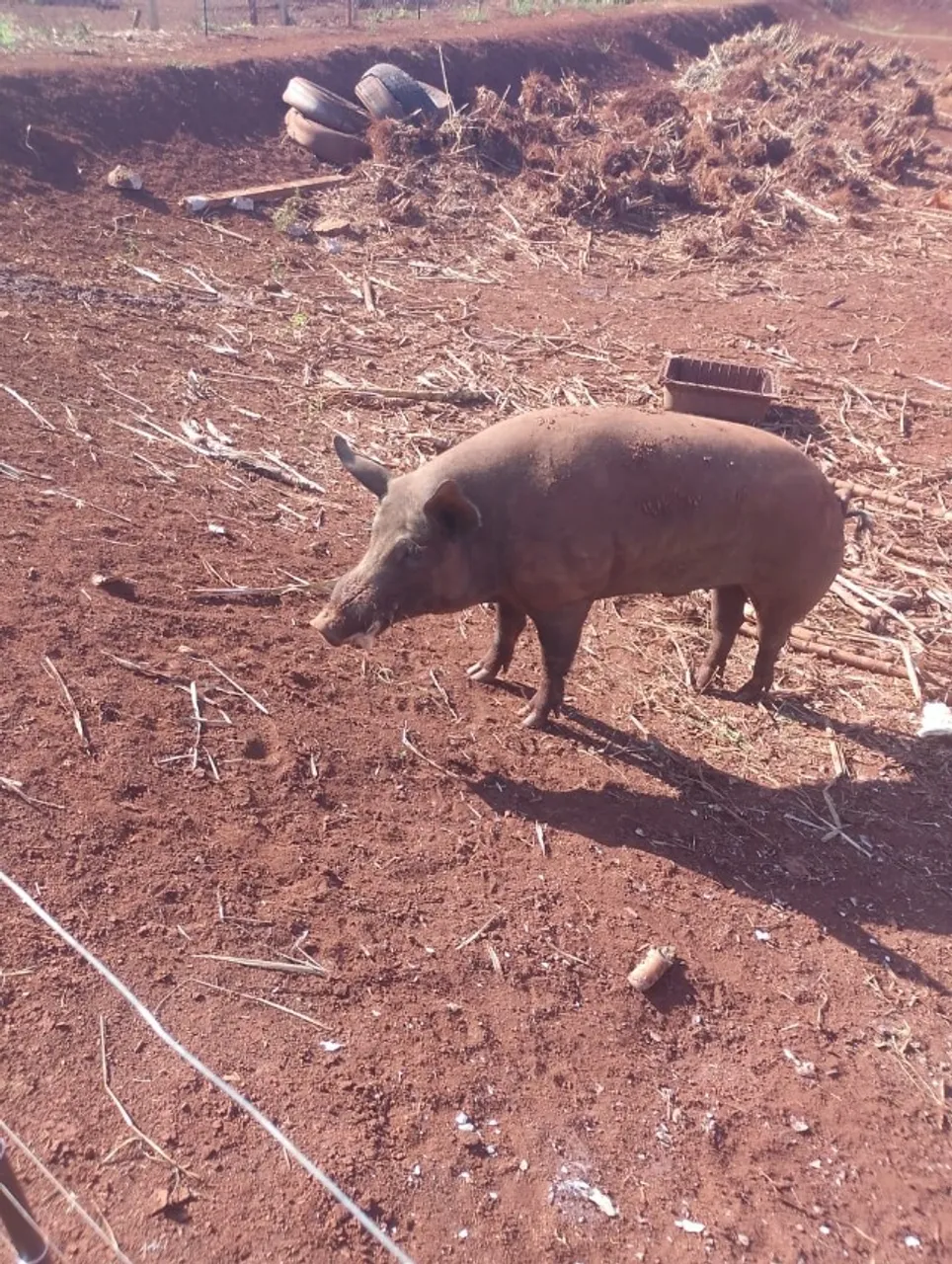 PORCO CAIPIRA NILO