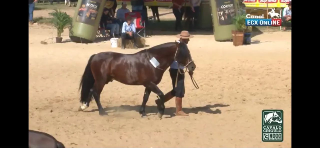 Bagual confirmado! - Foto 4