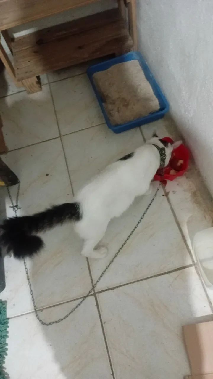 Gato tamanho médio 
