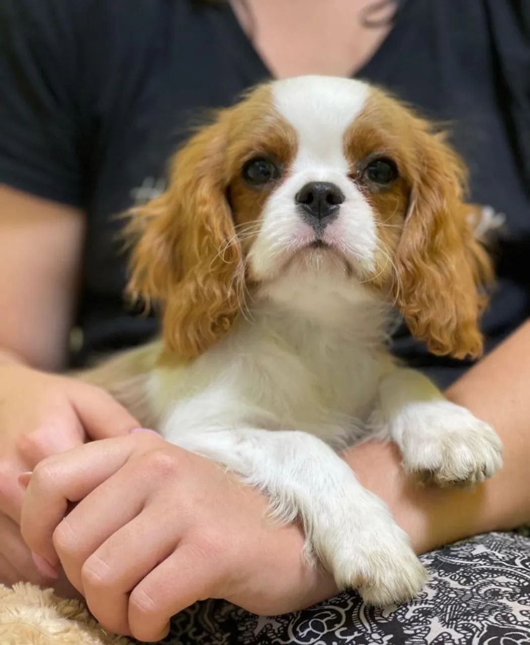 Cavalier king- Contrato de Compra + Garantia de Saúde = Segurança Total