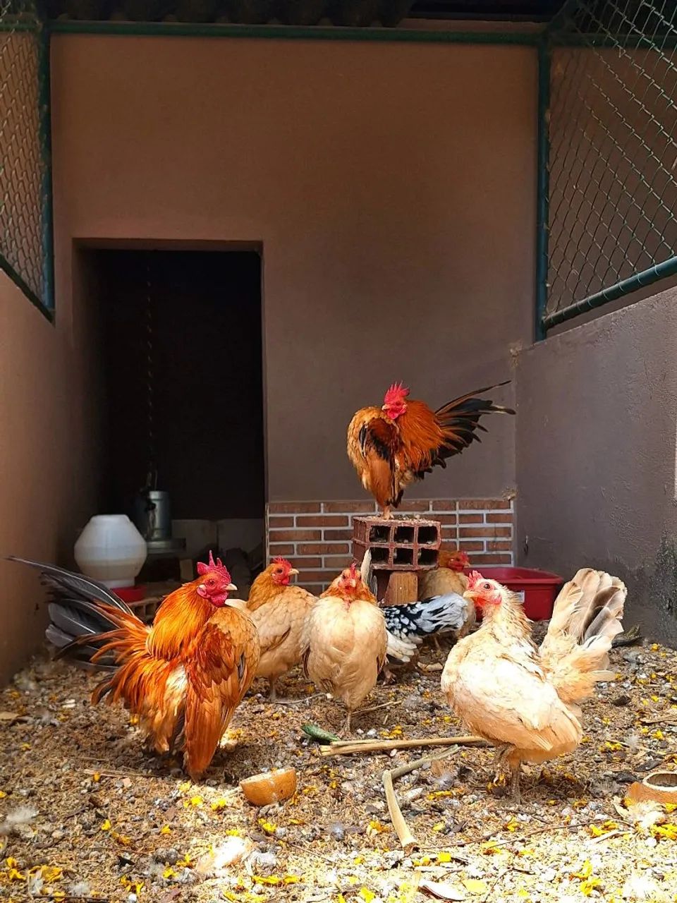 Plantel completo: um galo e seis galinhas da raça serama - Foto 4