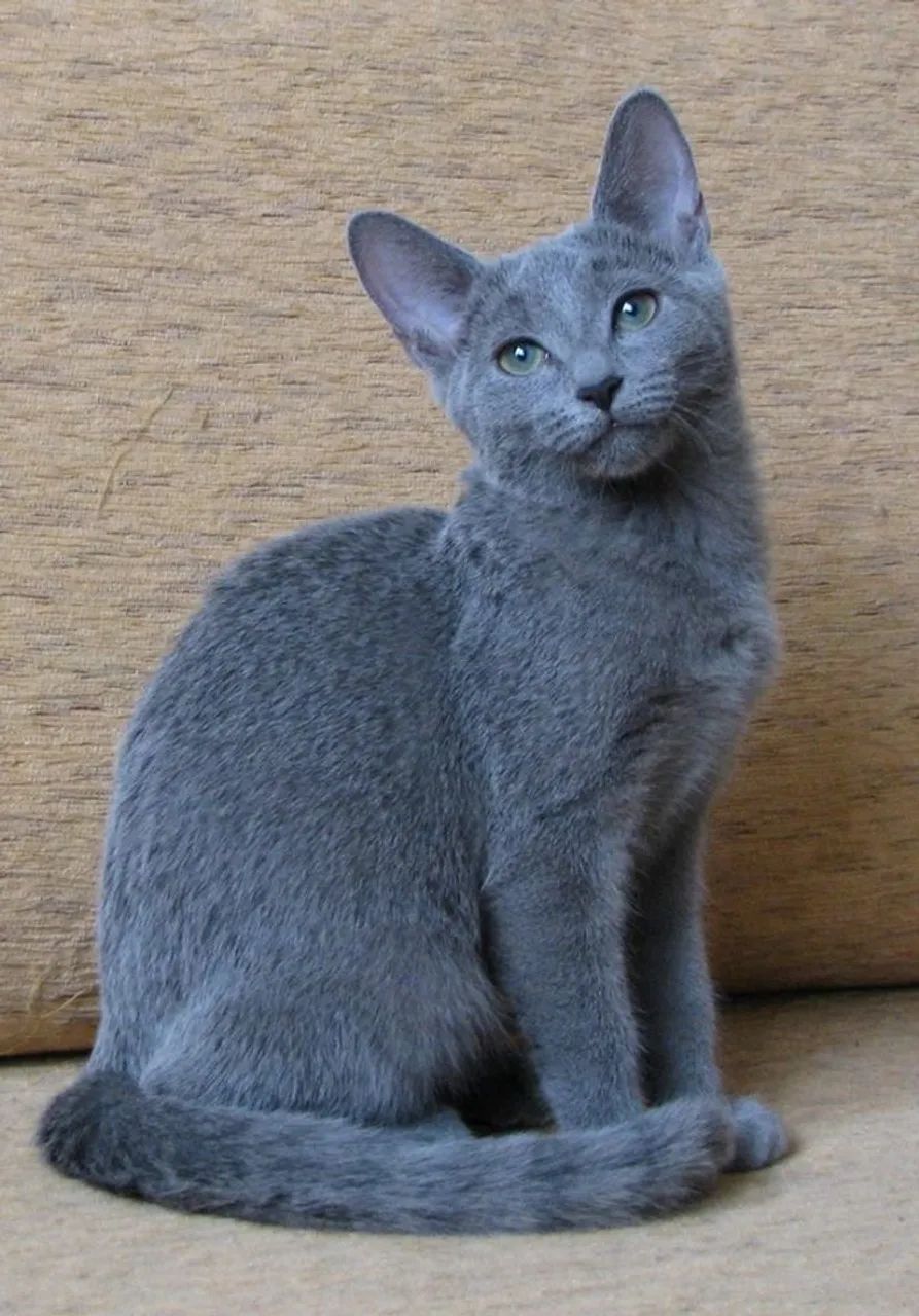 Gato Russian Blue - Beleza Sofisticada e Personalidade Calma! - Foto 2