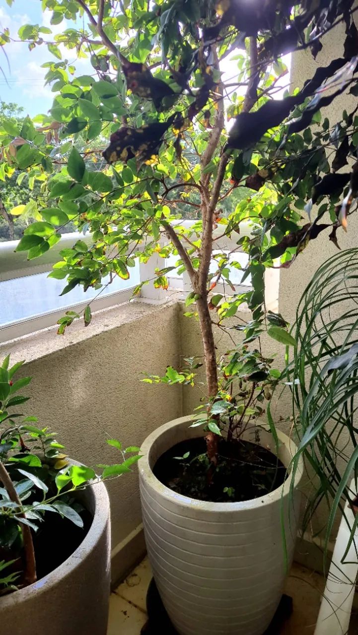 Frutífera JABUTICABEIRA - Foto 3