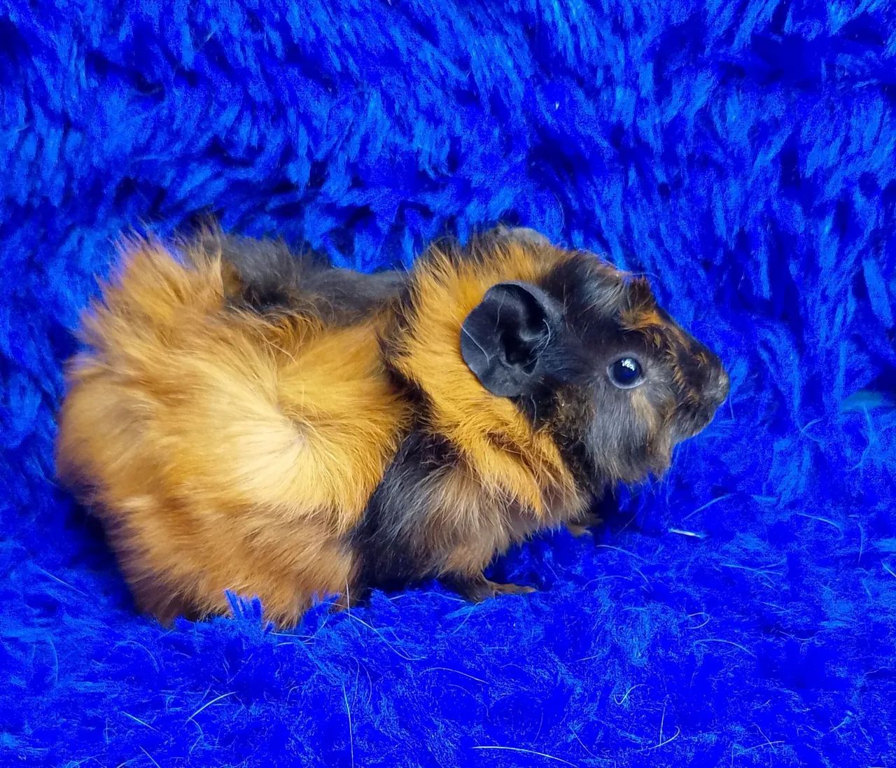 Porquinho da índia abssinio várias cores - Foto 6