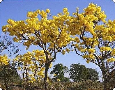 Sementes de ipe branco e amarelo  - Foto 2