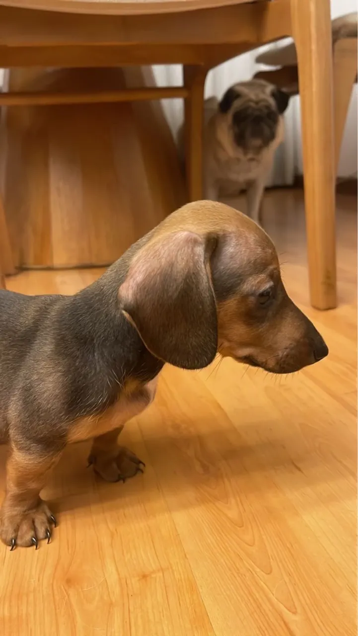 Dachshund (salsicha) fêmea mini