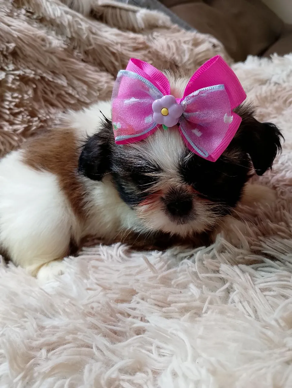 Filhote de Shih Tzu fêmea