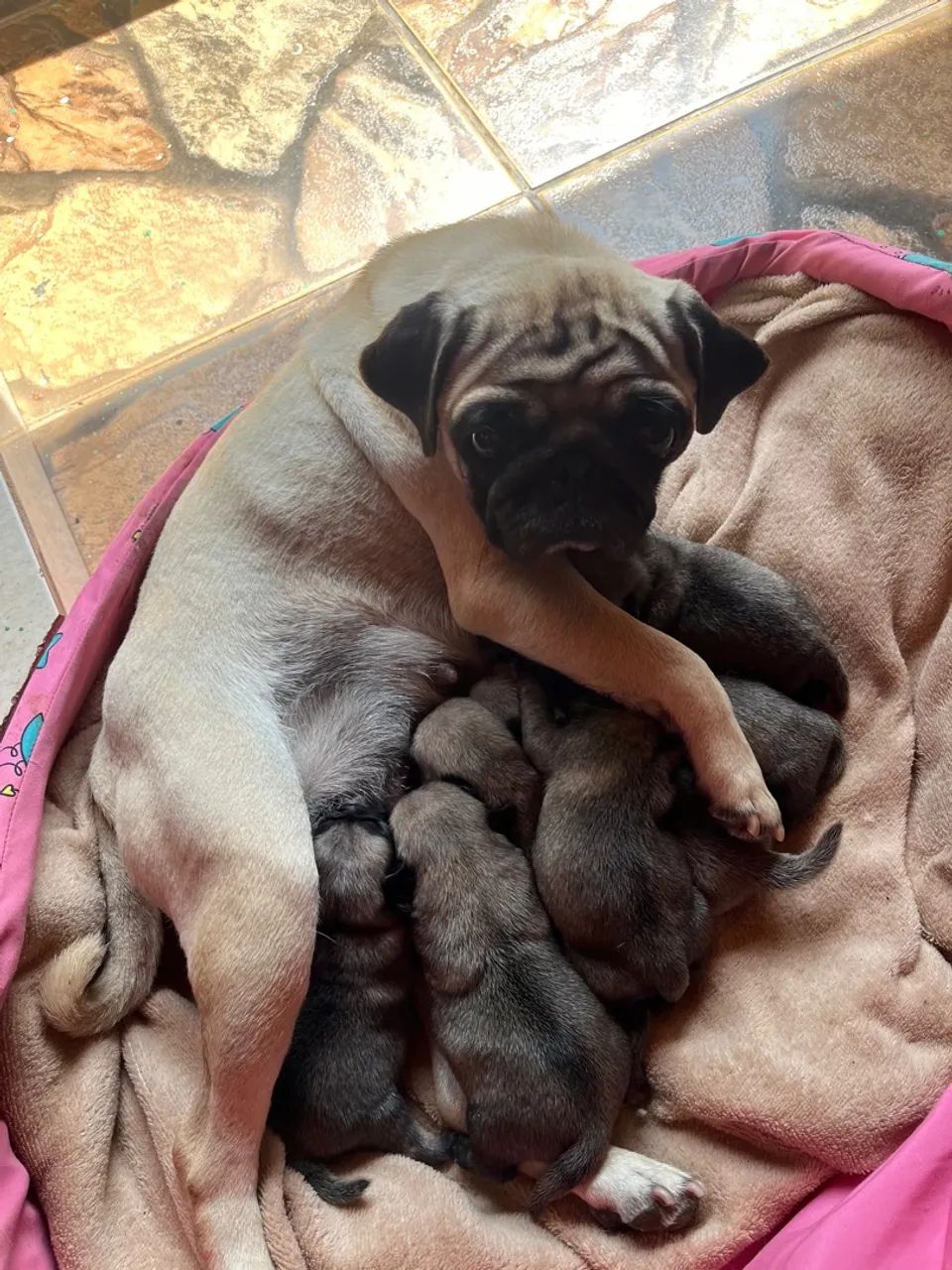 Ninhada de Pug(Raça pura) - Foto 2