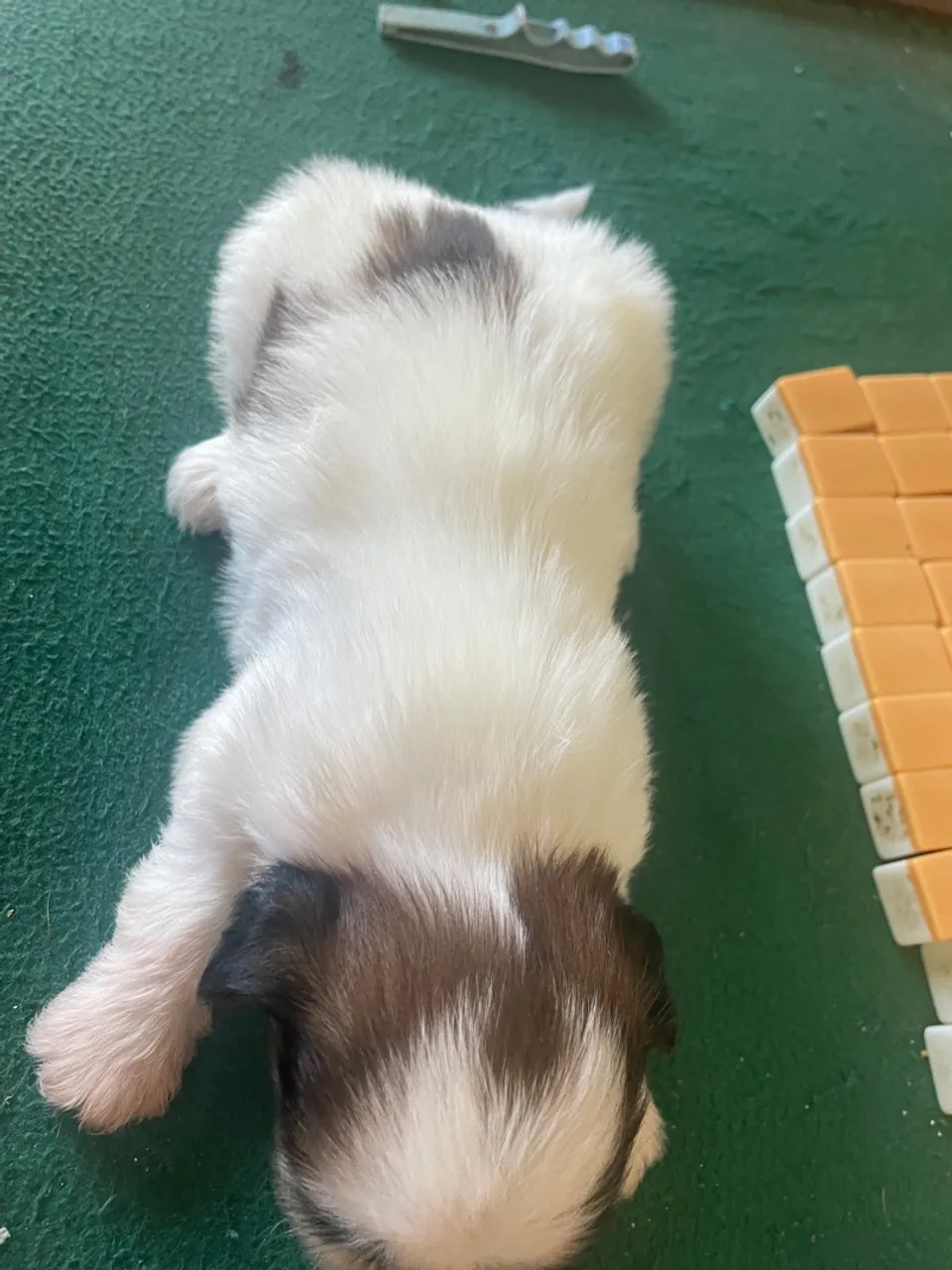 Filhote Shih Tzu 