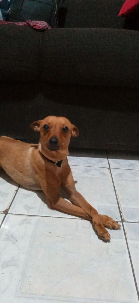 Pinscher para doação