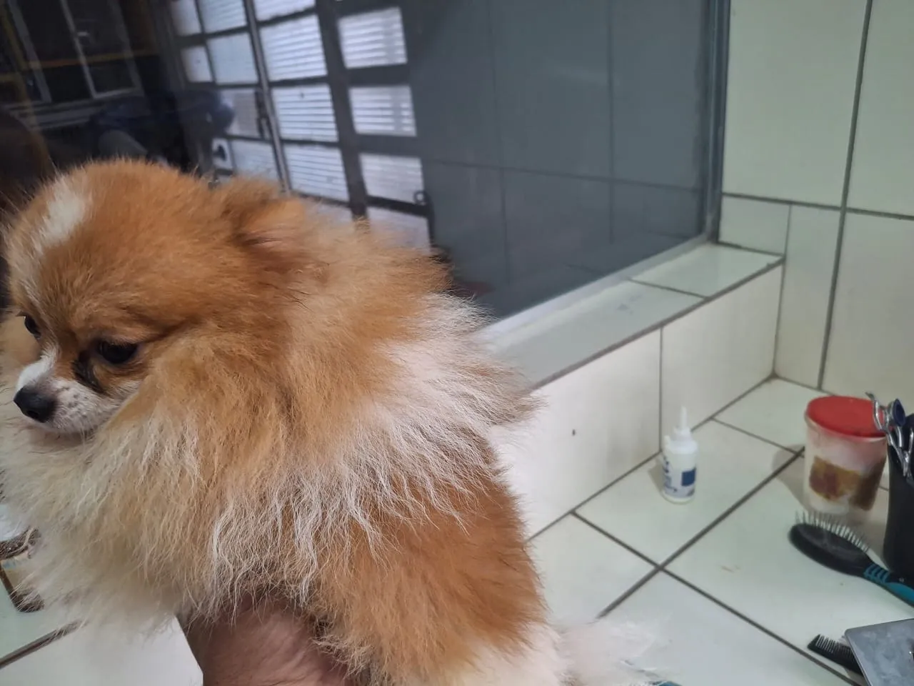Spitz Alemão Filhote - Fofo e Charmoso