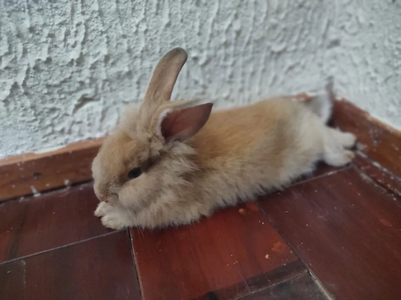 MINI COELHO  - Foto 3