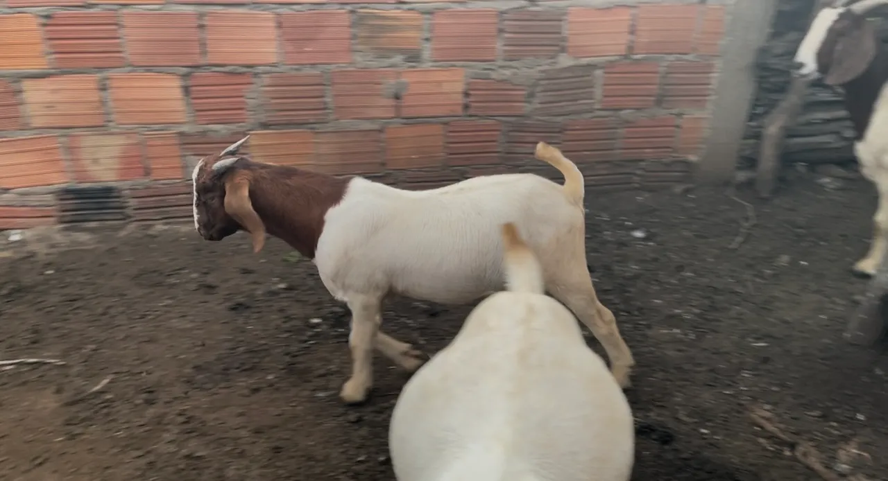 Cabrito Boer 