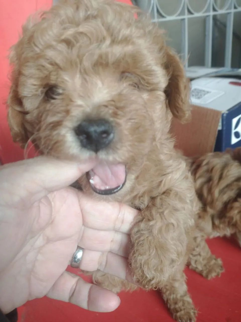 Poodle caramelo macho - Foto 3