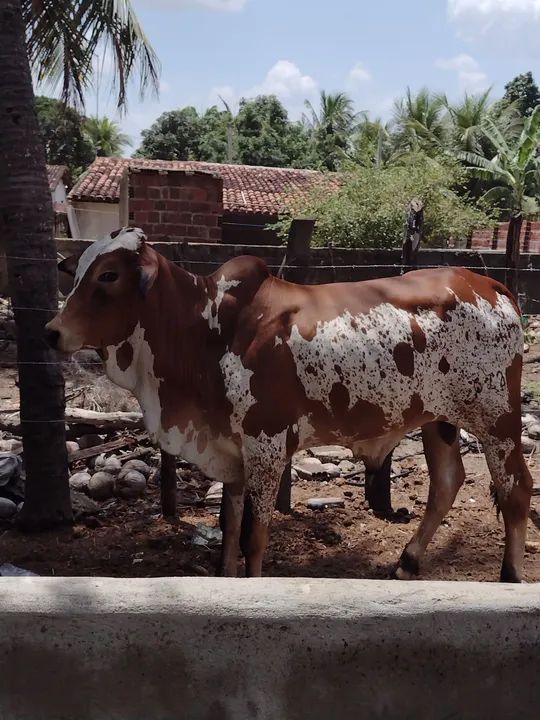 Nelore P.O pintando - Foto 4