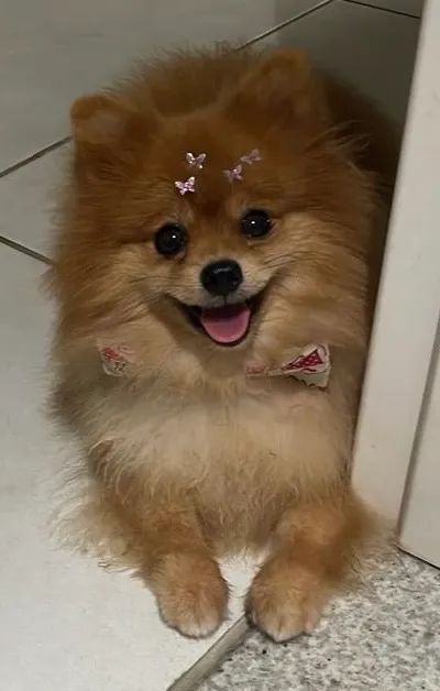 Lulu da pomerania - Foto 2
