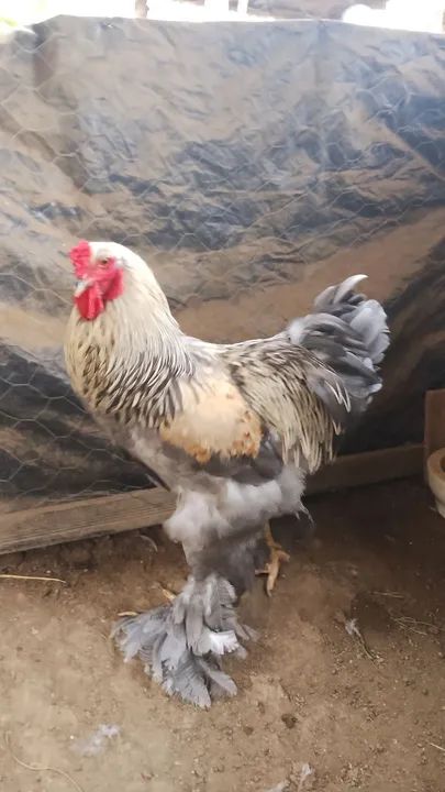 Vendo casal de Brahma 