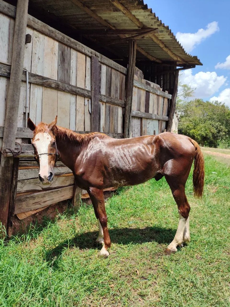 Mangalarga Paulista pisador! Cavalo manso porém quente 9 anos limpo de defeito castrado  - Foto 3