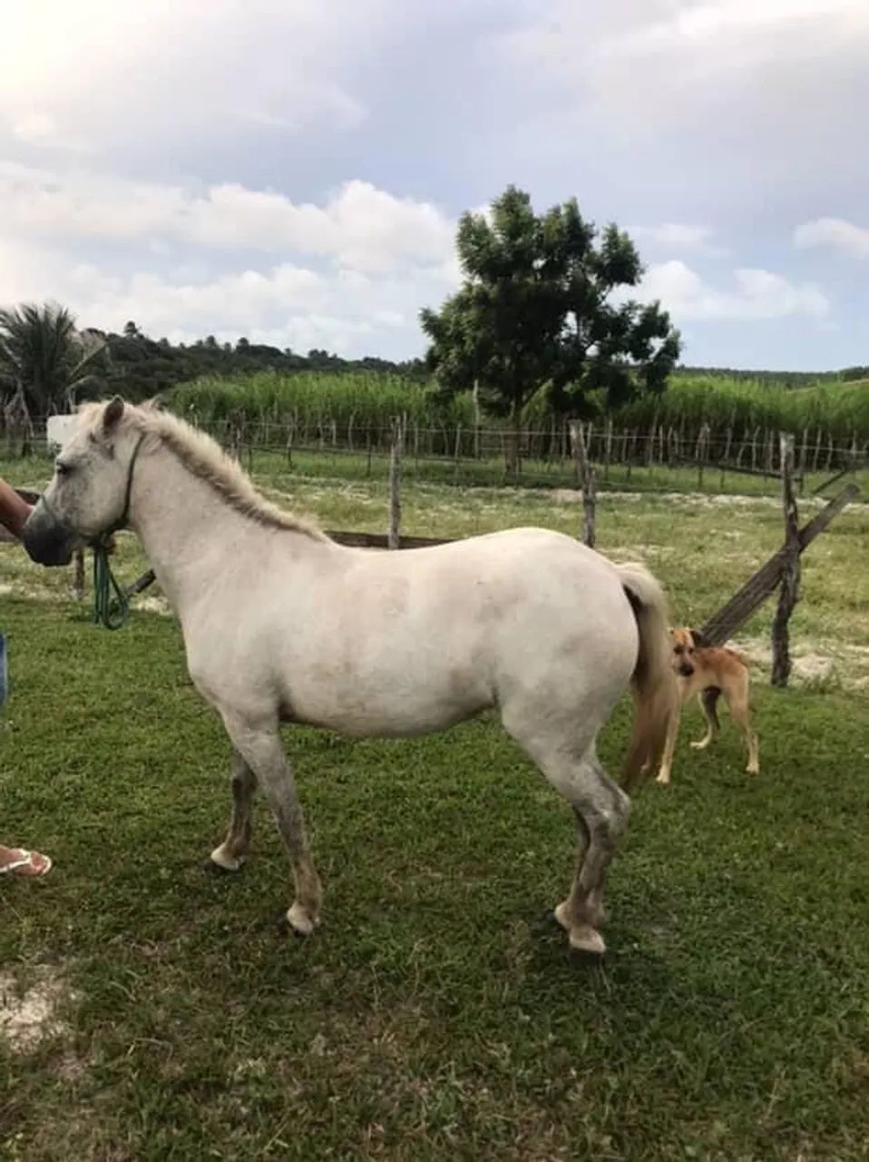 Egua da raça pônei. 