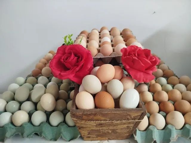 OVOS GALADOS/FERTEIS DE GALINHAS CAIPIRA MELHORADA..