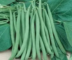 Sementes de vagem macarrão  - Foto 3