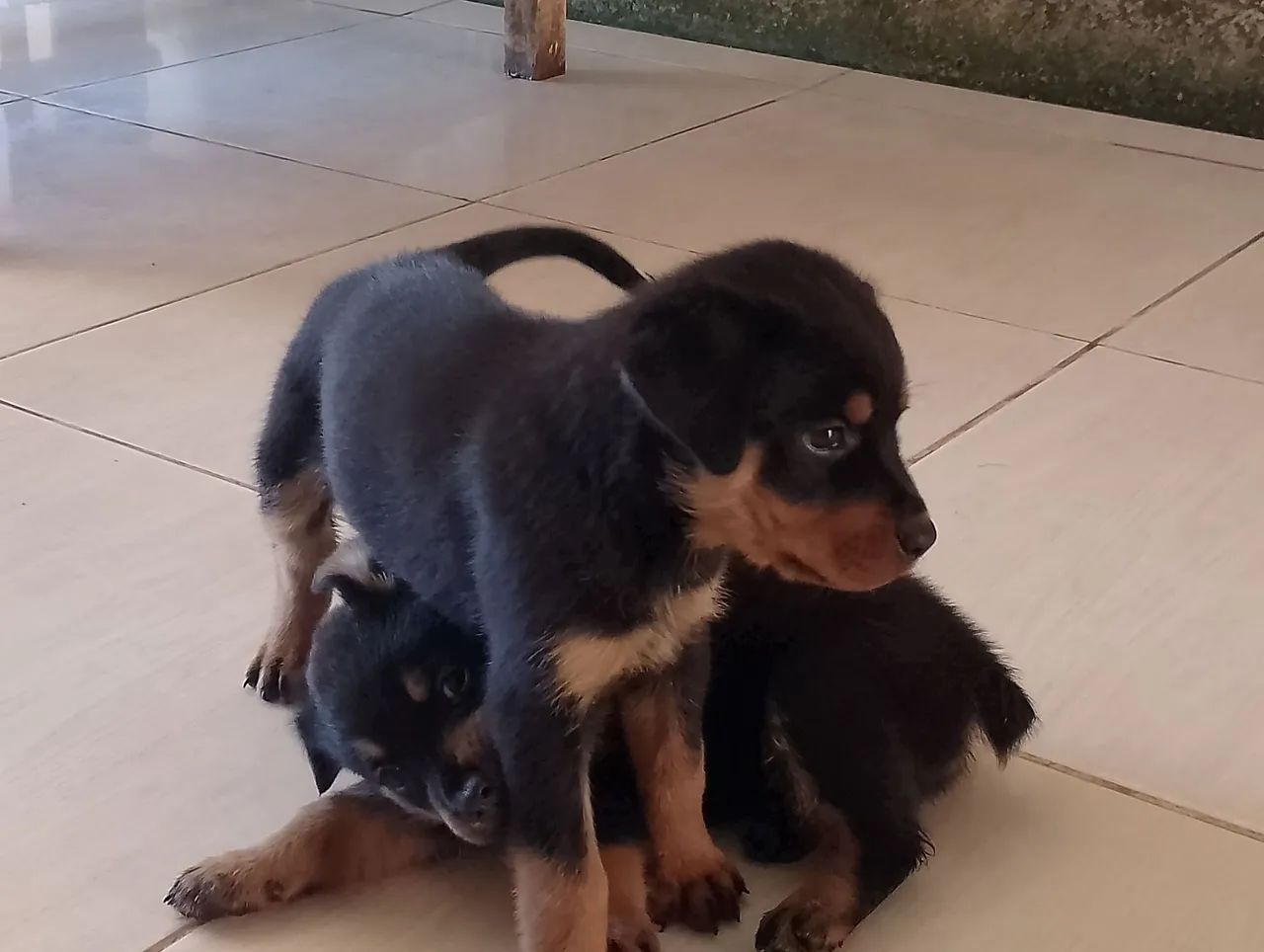 Filhotes de Rottweiler disponíveis para adoção! - Foto 5
