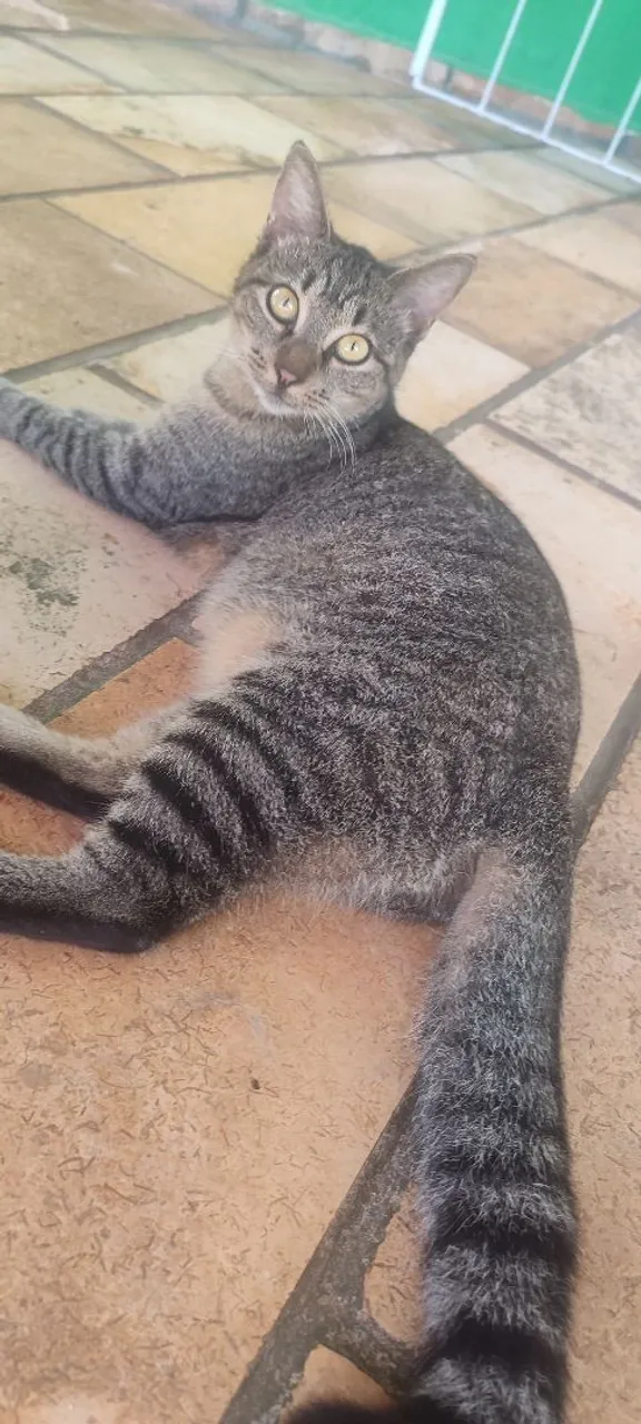 Gata para adoção