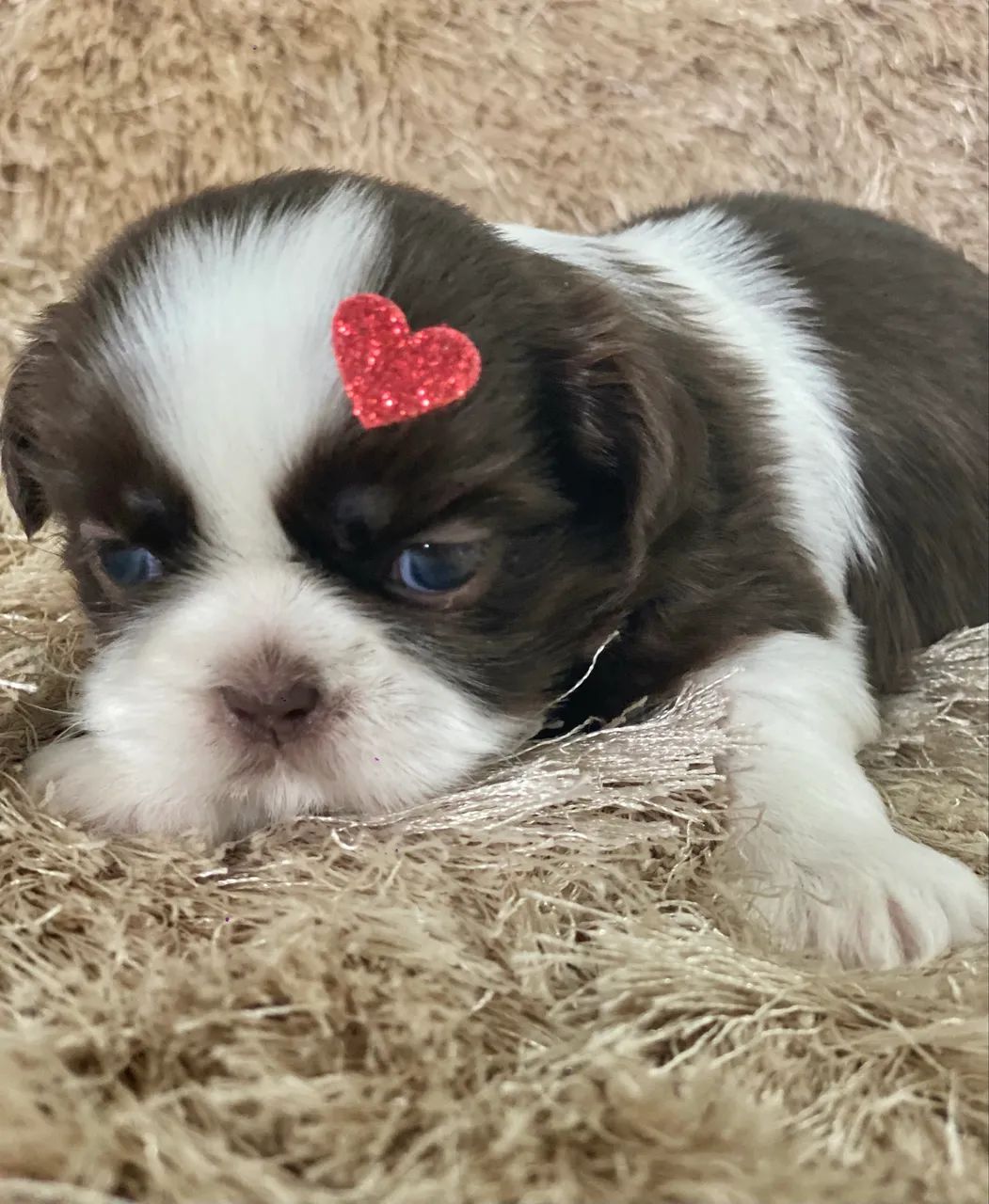 Filhotes fêmeas e machos Shih Tzu para venda ! Consultar valores na legenda .  - Foto 3