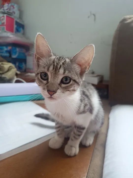 Gatinho macho tá 5 meses de nascido  - Foto 2