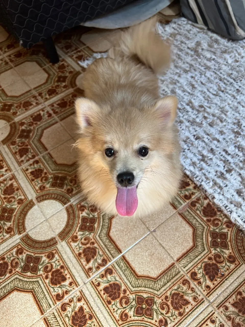 Spitz alemão fêmea