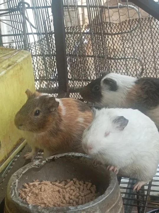 Porquinho da india  - Foto 4