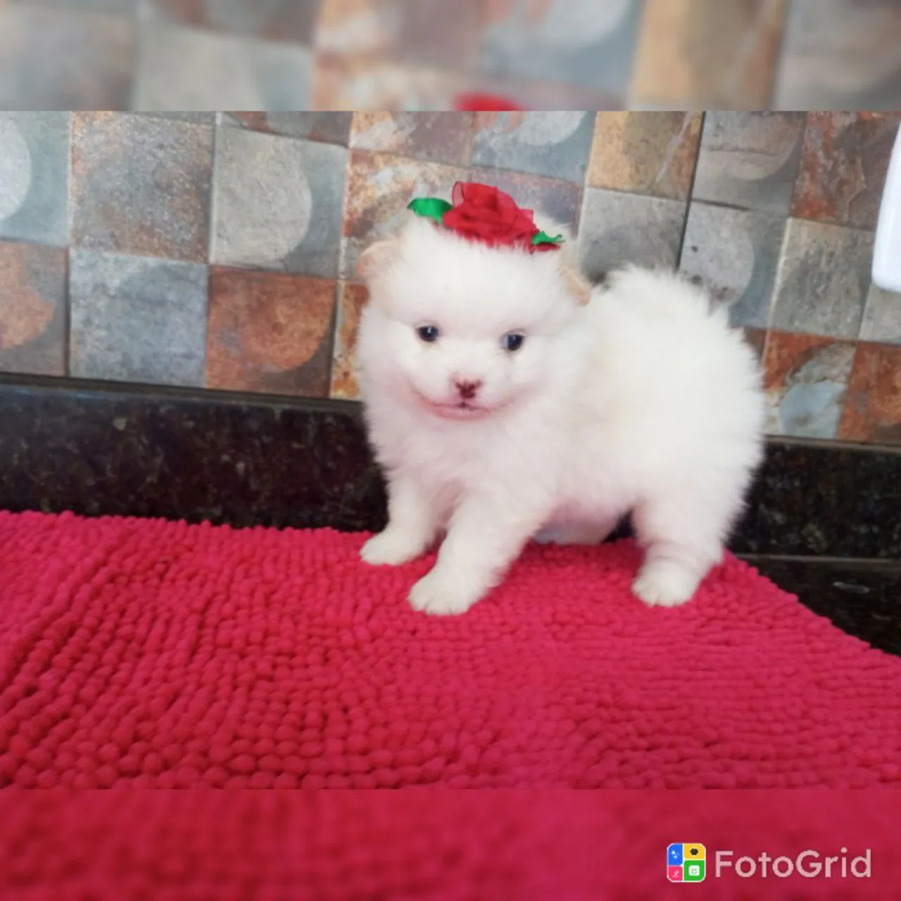 Lulu da Pomerânia PEDIGREE CBKC