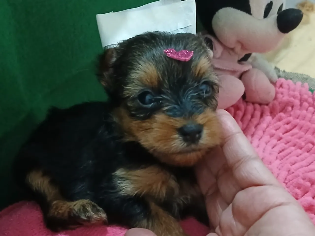 Filhote de Yorkshire Terrier Fêmea e Macho