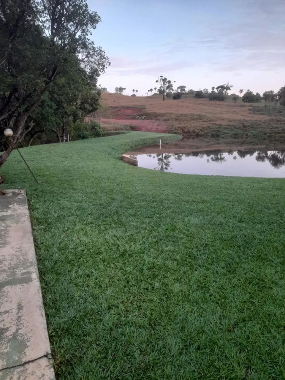 Gramado em processo de plantio - Foto 2