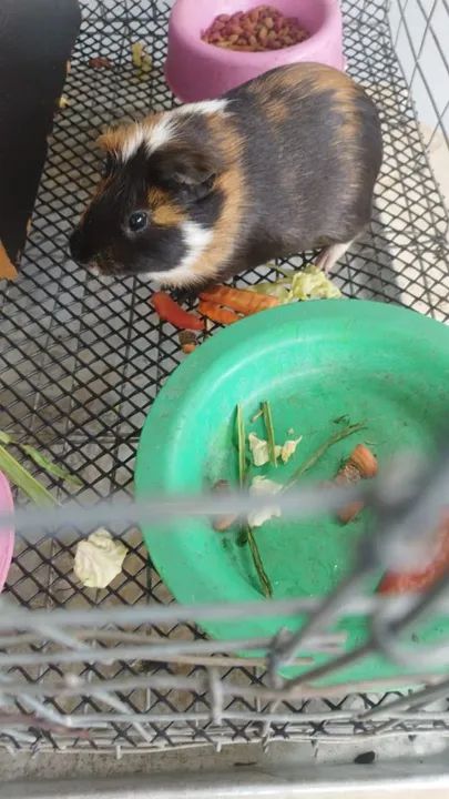 Porquinho da india  - Foto 2