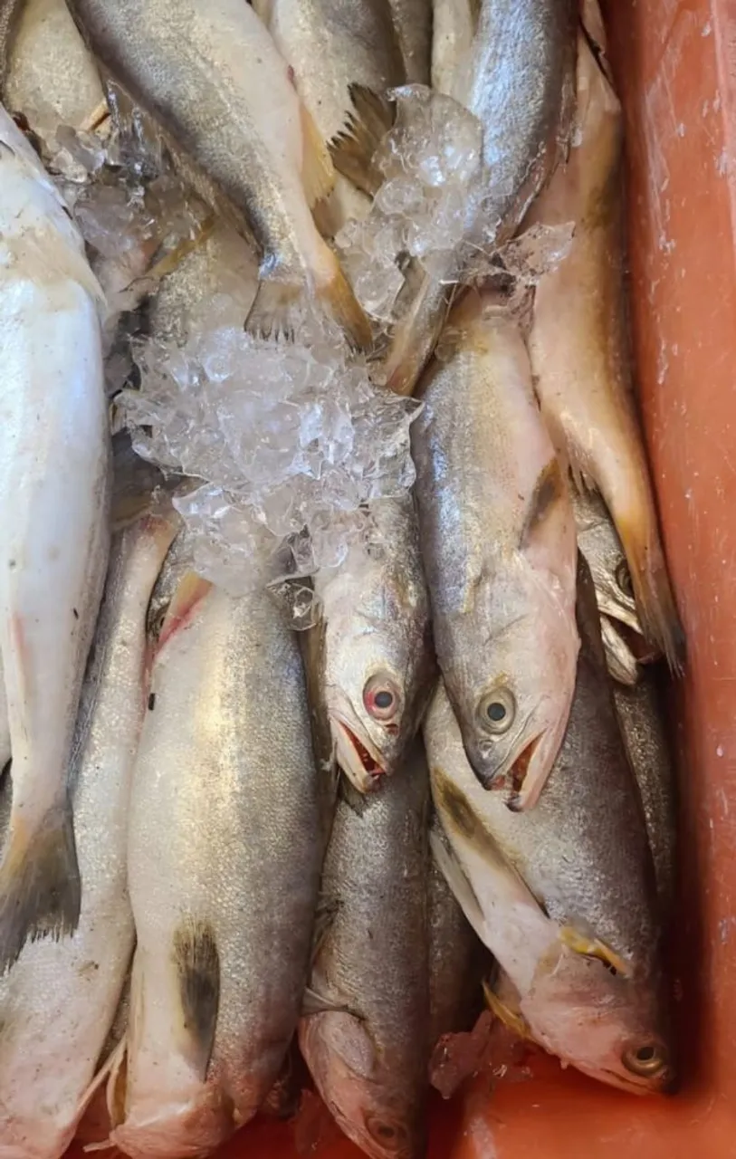 Peixes frescos para sua mesa!