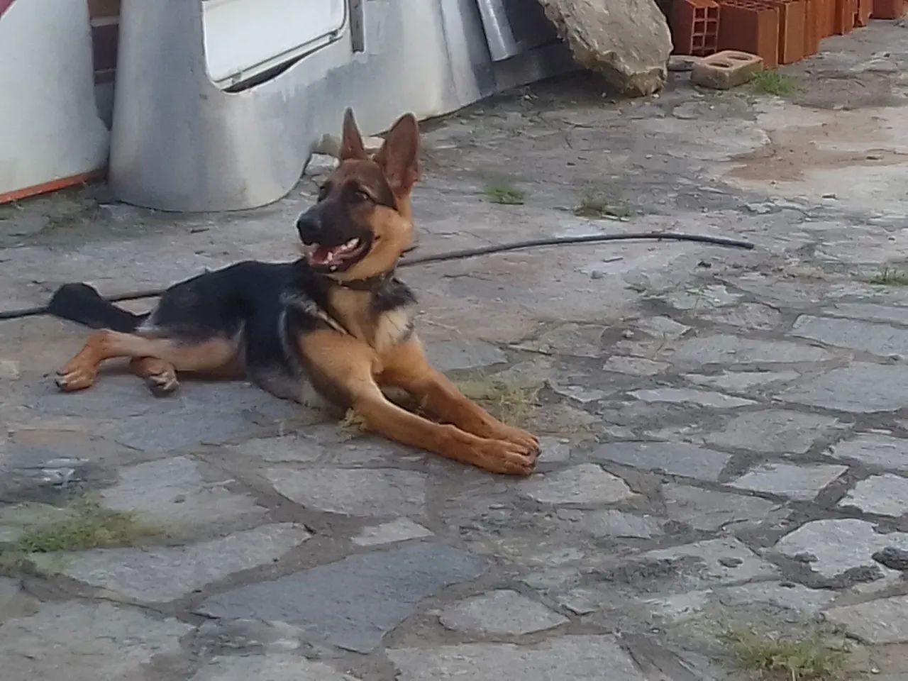 Vendo um pastor alemão  - Foto 3